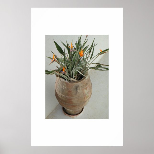 Paradiesvogel Poster (Vorne)