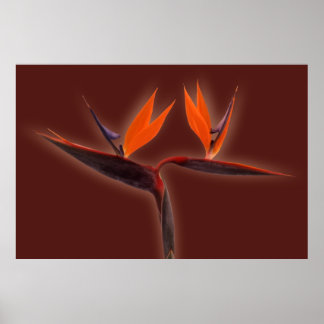 Paradiesvogel Poster