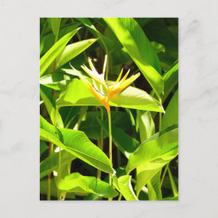 Paradiesvogel Postkarte