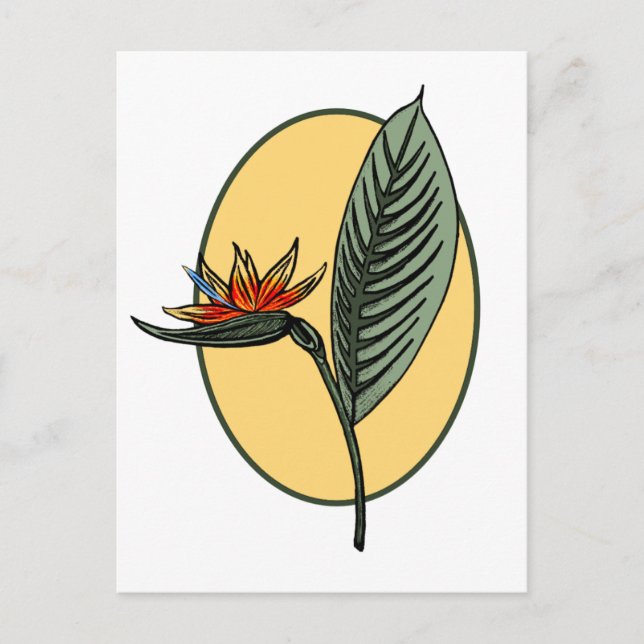 Paradiesvogel Postkarte (Vorderseite)