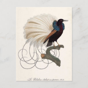 Paradiesvogel-Postkarte Postkarte
