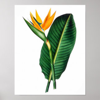 Paradiesvogel Print 1 Tropisches botanisches Plaka Poster