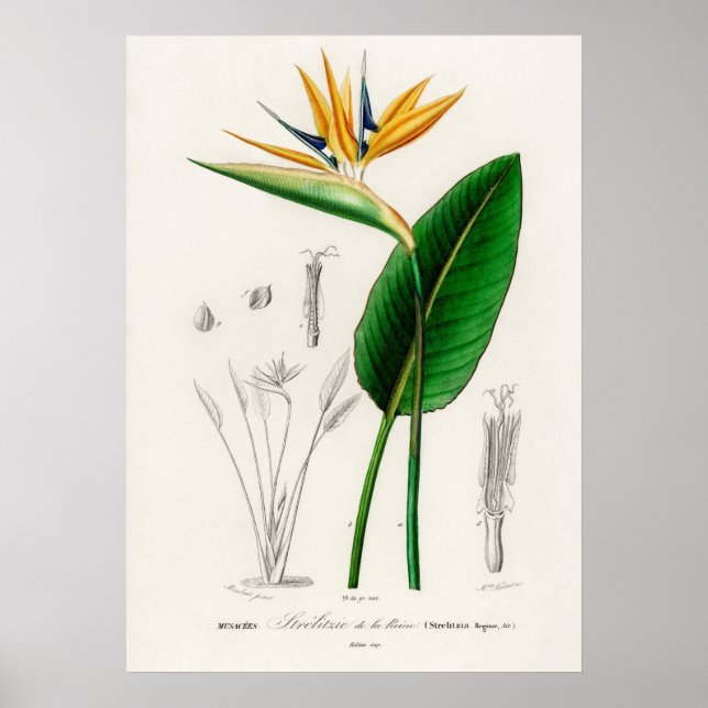 Paradiesvogel (Strelitzia Reginae) Poster (Vorne)