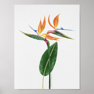 Paradiesvogel Tropische Botanische Aquarellmalerei Poster