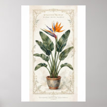 Paradiesvogel Vintage-Botanikposter