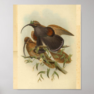 Paradiesvögel Vogel Grün Farbe Vintage Druck Poster