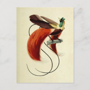 Paradiesvogel, Vogelillustration, Vintage Postkarte