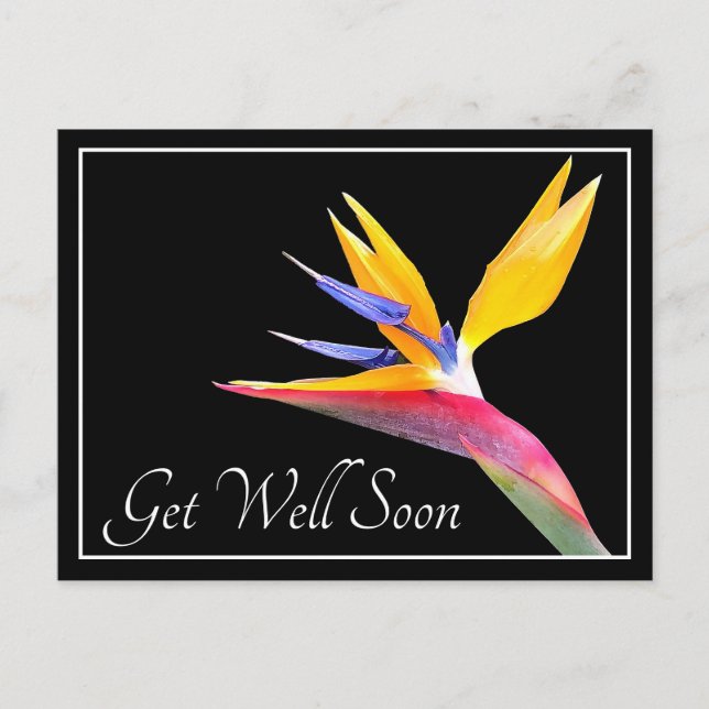 Paradiesvogel vor schwarzem Hintergrund Gute Besse Postkarte (Vorderseite)