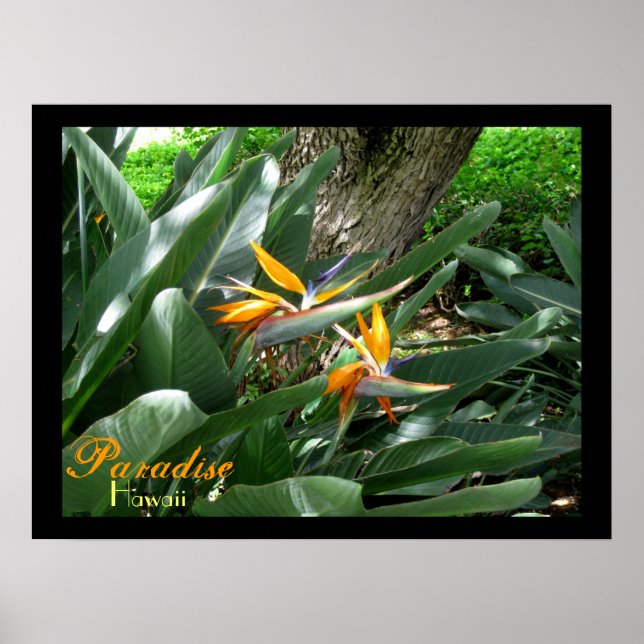 Paradise Hawaii Poster (Vorne)