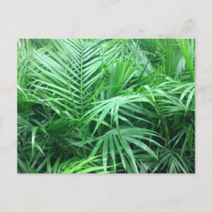 Paradise Palms Postkarte