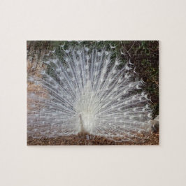 Paradise Peacock
