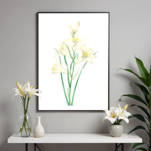 Paradisea Vintage-Blumen-Botanik-Illustration Poster