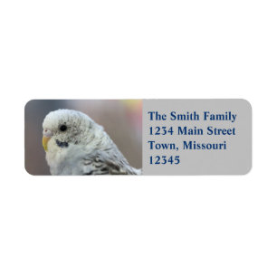 Parakeet