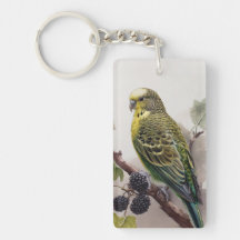 Parakeet auf einer Mulberry-Zweigstelle