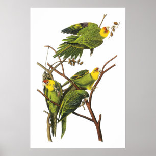 Parakeet durch John Audubon - Plakat-Druck Poster