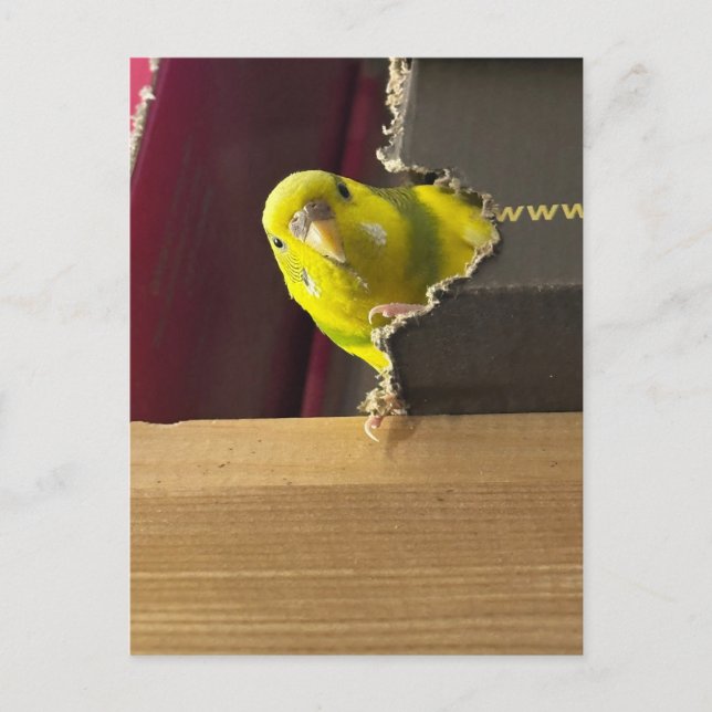 Parakeet Flüchtige Blick Postkarte (Vorderseite)