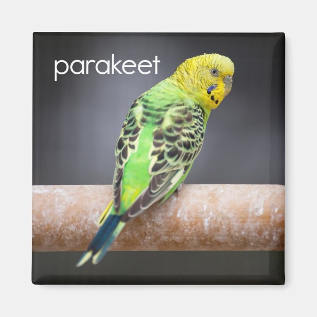 Parakeet Kühlschrank Magnet (Vorne)