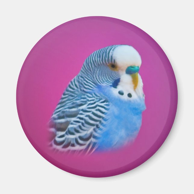 Parakeet Magnet (Vorne)