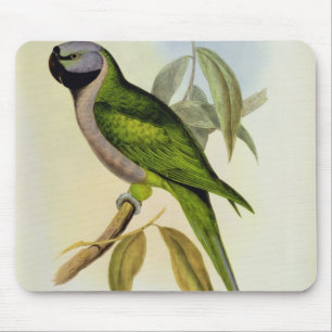 Parakeet: Palaeornis Derbianus, c.1850 Mousepad