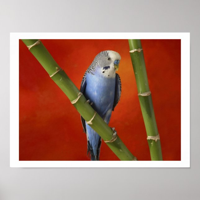 parakeet poster (Vorne)