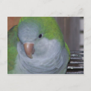 PARAKEET POSTKARTE