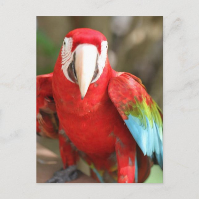 Parakeet Postkarte (Vorderseite)