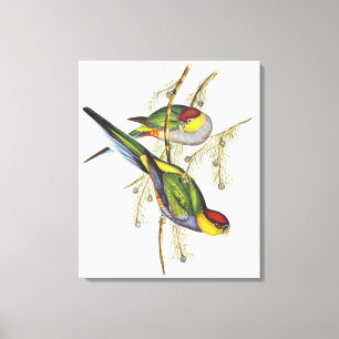Parakeet - Vintage Vogelkunst Leinwanddruck