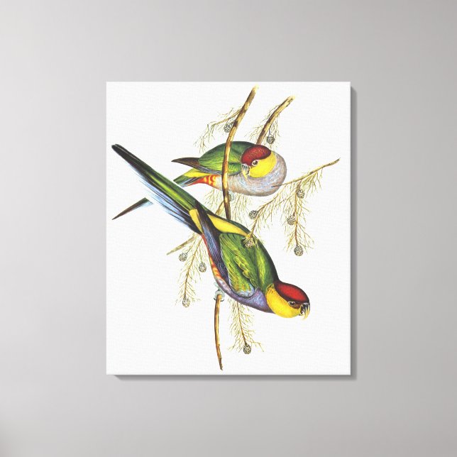 Parakeet - Vintage Vogelkunst Leinwanddruck (Vorderseite)