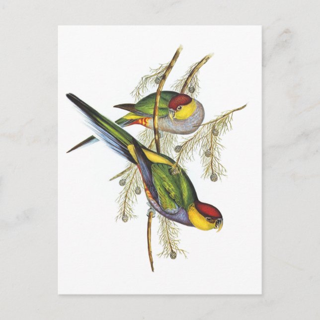 Parakeet - Vintage Vogelkunst Postkarte (Vorderseite)