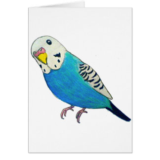 Parakeet-Zeichnen