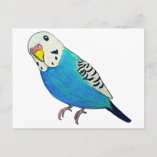 Parakeet Zeichnend Postkarte