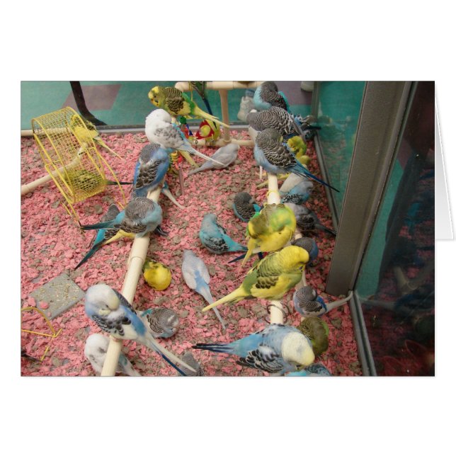 Parakeets (Vorderseite (Horizontal))