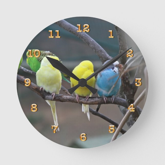 Parakeets Budgies Parrots | Birds Photo Nature Runde Wanduhr (Vorderseite)