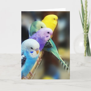 Parakeets Karte