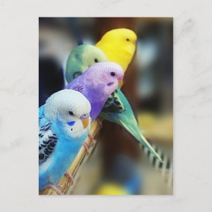Parakeets-Postkarte Postkarte