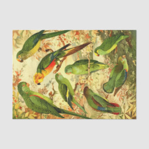 Parakeets Seidenpapier