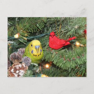 Paraket in einem Weihnachtsbaum Feiertagspostkarte