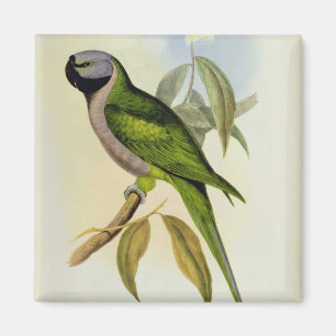 Paraket: Paläornis Derbianus, c.1850 Magnet