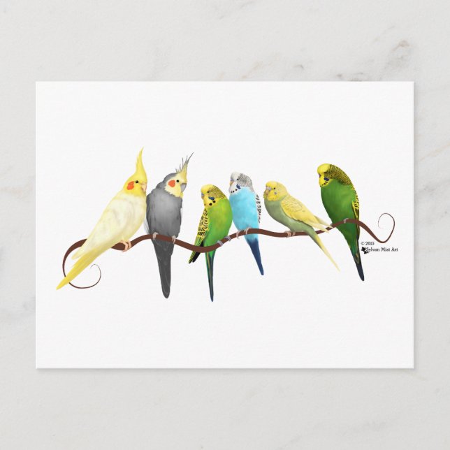 Parakets & Cockatiels! Postkarte (Vorderseite)