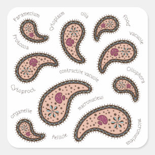 Paramecien Paisley Biologie Wissenschaft Mikrobe W Quadratischer Aufkleber