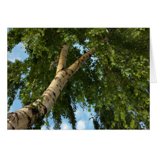 parapluie de bouleau