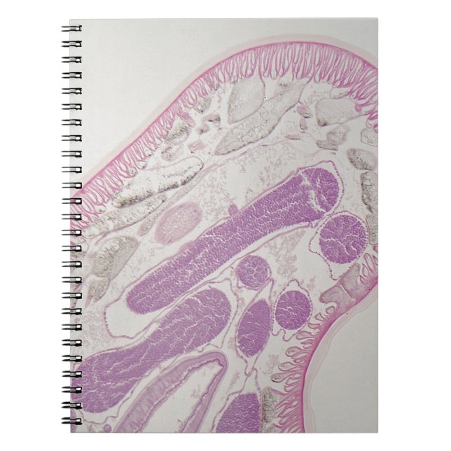 Parasitärer Fadenwurmwurm (Ascarid-SP.) Notizblock (Vorderseite)