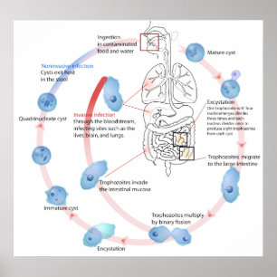 Parasitisches Prozoan Entamoeba Histolytica Diagra Poster