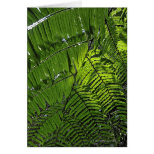 Parc national de Bach mA