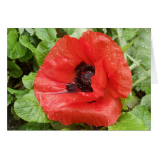 Parc national de Glenveigh, N.I.