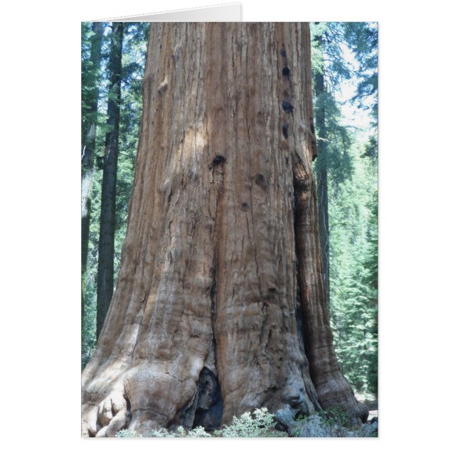 Parc national de Sequoia (Devant)