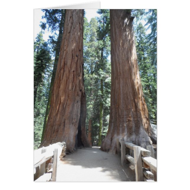 Parc national de Sequoia (Devant)