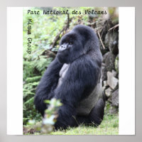 Parc National des Volcans, Hirwa Group