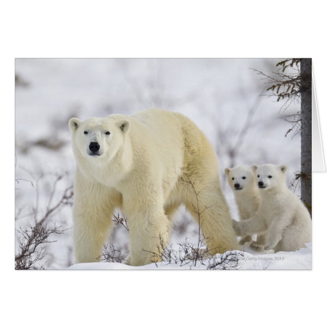 Parc national Wapusk, Canada. (Devant horizontal)