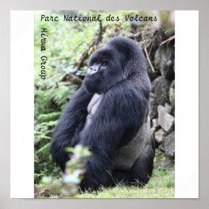 Parc nationales DES Volcans, Hirwa Gruppe Poster